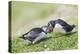 Puffins Courtship-null-Premier Image Canvas