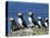 Puffins (Fratercula Arctica), Farne Islands, off Northumbria, England, United Kingdom, Europe-Ann & Steve Toon-Premier Image Canvas