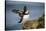 Puffins Up Close Atop The Cliffs In Western Iceland-Joe Azure-Stretched Canvas