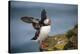 Puffins Up Close Atop The Cliffs In Western Iceland-Joe Azure-Stretched Canvas