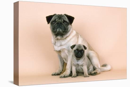 Pug Dog Adult and Puppy-null-Premier Image Canvas