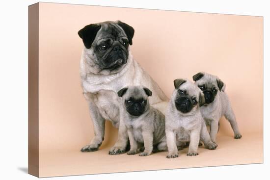 Pug Dog and 3 Puppies-null-Premier Image Canvas