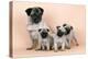 Pug Dog and 3 Puppies-null-Premier Image Canvas