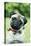 Pug Dog Wearing Collar with Bells-null-Premier Image Canvas