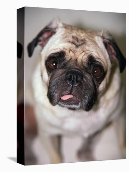 Pug Dog-Allana Wesley White-Premier Image Canvas