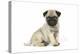 Pug (Fawn) 7 Week Old Puppy-null-Premier Image Canvas