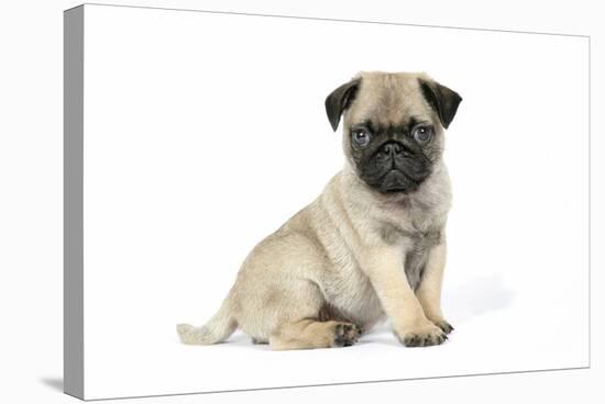 Pug (Fawn) 7 Week Old Puppy-null-Premier Image Canvas