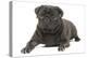 Pug in Studio-null-Premier Image Canvas