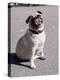 Pug Licking His Mouth-Henry Horenstein-Premier Image Canvas