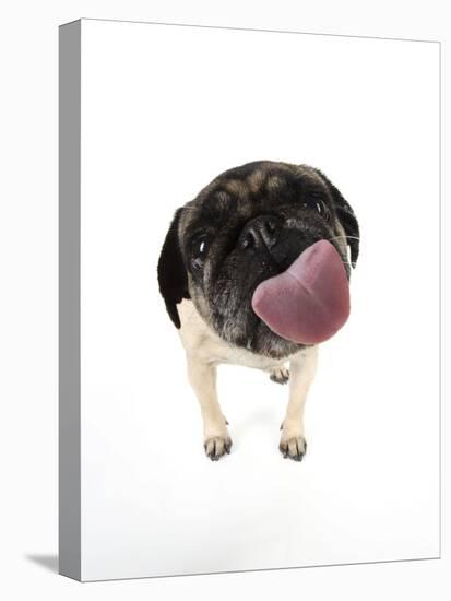 Pug Licking the Screen-null-Premier Image Canvas