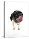 Pug Licking the Screen-null-Premier Image Canvas