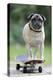 Pug on Skateboard-null-Premier Image Canvas