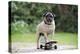 Pug on Skateboard-null-Premier Image Canvas