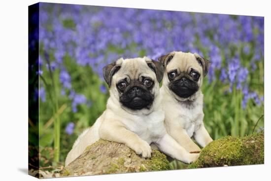Pug Puppies Standing Together in Bluebells-null-Premier Image Canvas