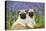 Pug Puppies Standing Together in Bluebells-null-Premier Image Canvas