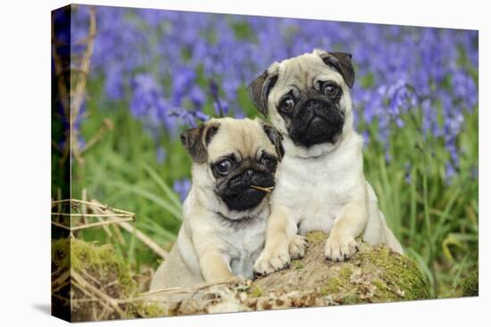 Pug Puppies Standing Together in Bluebells-null-Premier Image Canvas