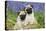 Pug Puppies Standing Together in Bluebells-null-Premier Image Canvas