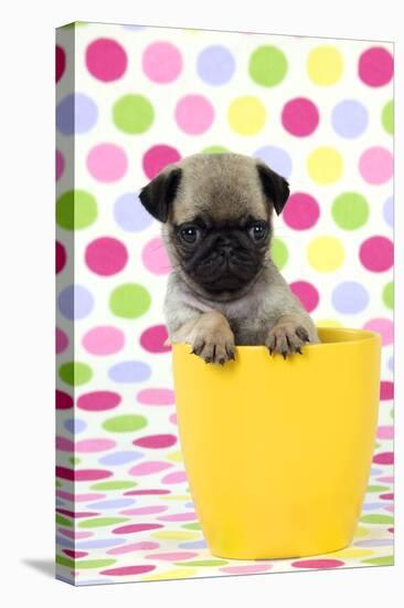 Pug Puppy (6 Wks Old) in a Yellow Pot-null-Premier Image Canvas
