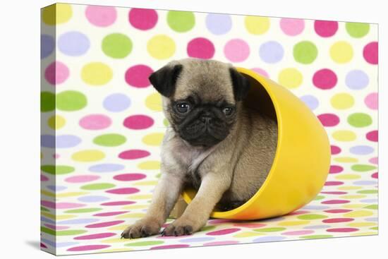 Pug Puppy (6 Wks Old) in a Yellow Pot-null-Premier Image Canvas