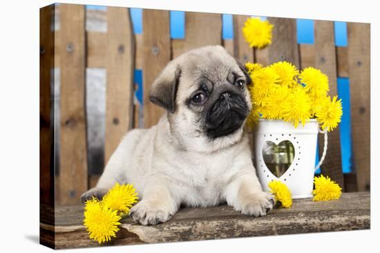 Pug Puppy And Spring Dandelions Flowers-Lilun-Premier Image Canvas
