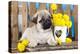 Pug Puppy And Spring Dandelions Flowers-Lilun-Premier Image Canvas