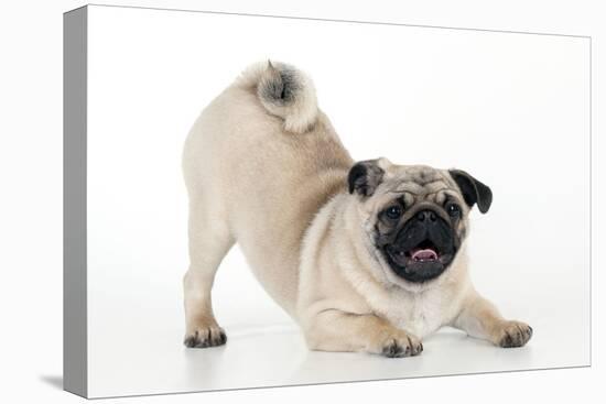 Pug Puppy Crouching on Front Paws Play Bow-null-Premier Image Canvas