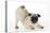 Pug Puppy Crouching on Front Paws Play Bow-null-Premier Image Canvas