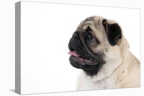 Pug Puppy (Head Shot)-null-Premier Image Canvas