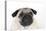 Pug Puppy (Head Shot)-null-Premier Image Canvas
