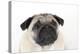 Pug Puppy (Head Shot)-null-Premier Image Canvas