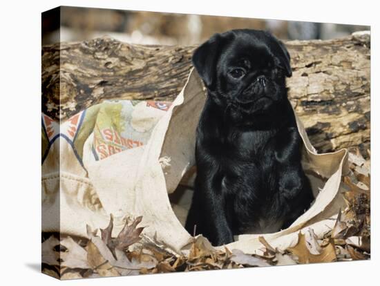 Pug Puppy in Sacking, USA-Lynn M. Stone-Premier Image Canvas