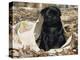 Pug Puppy in Sacking, USA-Lynn M. Stone-Premier Image Canvas