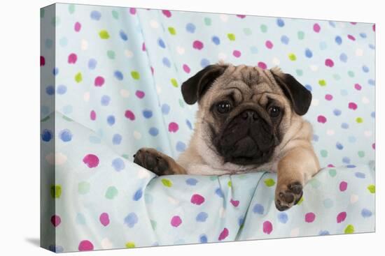 Pug Puppy on Spotted Blanket-null-Premier Image Canvas