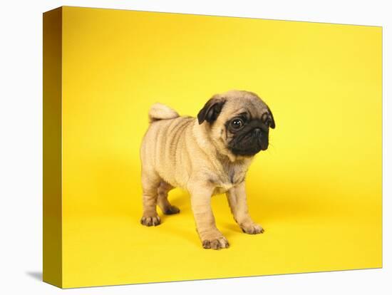 Pug Puppy-Peter M^ Fisher-Premier Image Canvas