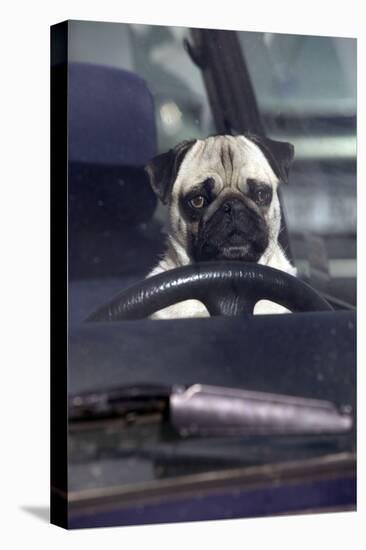 Pug Sitting Behind Wheel of Car-null-Premier Image Canvas