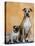Pug Sitting Next to a Mixed Breed Dog on a Rug-Petra Wegner-Premier Image Canvas