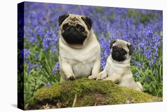 Pug Standing Next to Pug Puppy in Bluebells-null-Premier Image Canvas