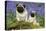 Pug Standing Next to Pug Puppy in Bluebells-null-Premier Image Canvas