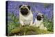 Pug Standing Next to Pug Puppy in Bluebells-null-Premier Image Canvas