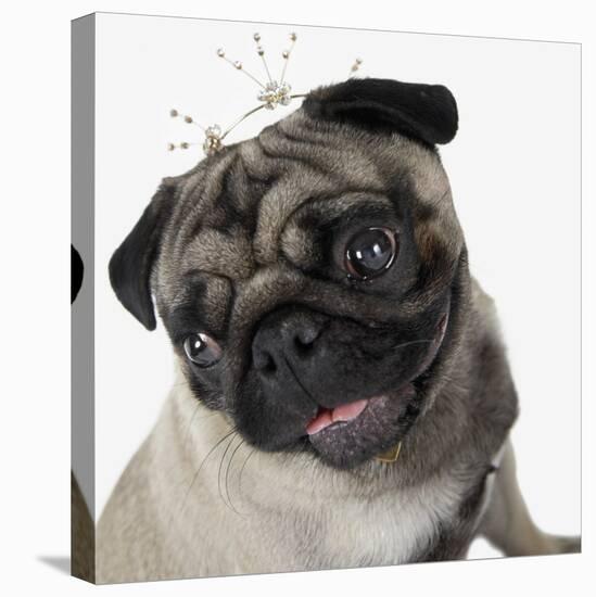 Pug Wearing Tiara-null-Premier Image Canvas