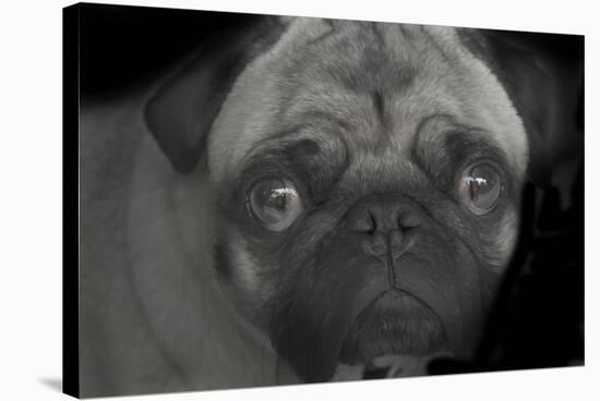 Pug-Lori Hutchison-Stretched Canvas