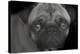 Pug-Lori Hutchison-Premier Image Canvas