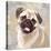 Pug-Keri Rodgers-Stretched Canvas