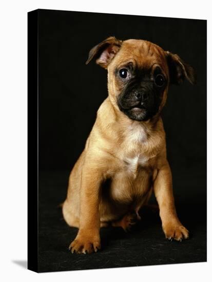 Puggle Dog a Crossbreed Between a Beagle and a Pug-null-Premier Image Canvas