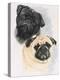 Pugs-Barbara Keith-Premier Image Canvas