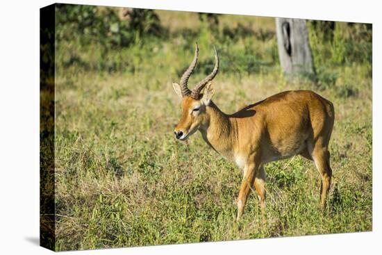 Puku (Kobus Vardonii) Antelope, South Luangwa National Park, Zambia, Africa-Michael Runkel-Premier Image Canvas