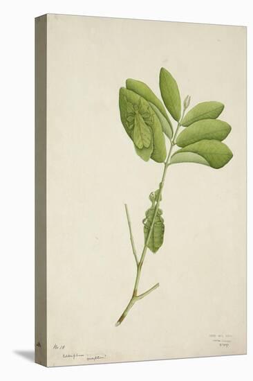 Pulchrifilium Spurifolium, 1800-10-null-Premier Image Canvas