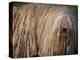 Puli / Hungarian Water Dog Portrait-Adriano Bacchella-Premier Image Canvas