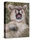 Puma, Chile-Art Wolfe Wolfe-Premier Image Canvas