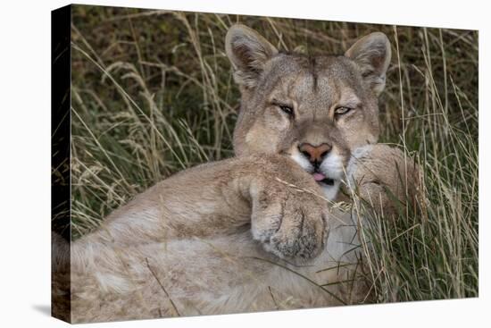 Puma, Chile-Art Wolfe Wolfe-Premier Image Canvas